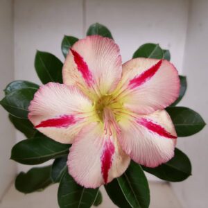 Planta Simples 1257 – 30cm – 01 ano