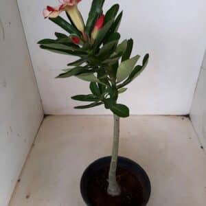 Planta Simples 1257 – 30cm – 01 ano