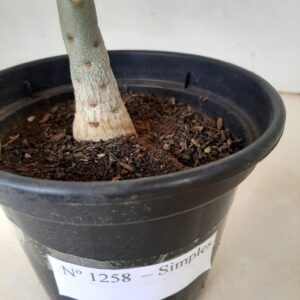 Planta Simples 1258 – 35cm – 02 anos