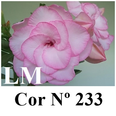 ENXERTO 6817 – 22cm (cor LM 233)