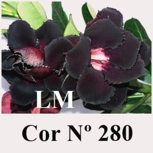 ENXERTO 6902 – 20cm (cor LM 280)