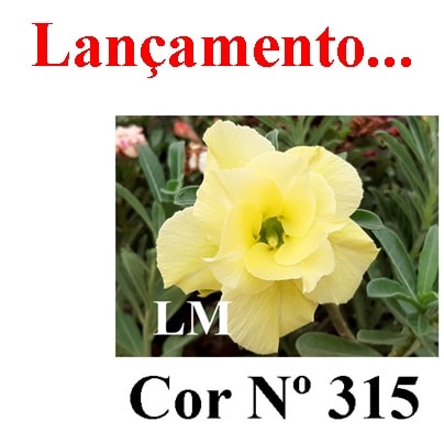 ENXERTO 6816 – 20cm (cor LM 315)