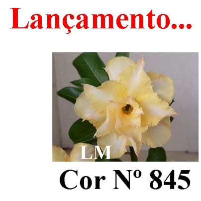 ENXERTO COR LM 845