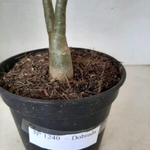 Planta Dobrada 1240 – 35cm – 02 anos