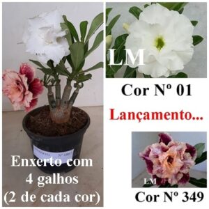 ENXERTO 6867 – 20cm (cor LM 01 e Cor LM 349)