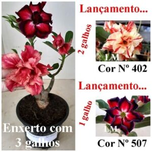 ENXERTO 6921 – 20cm (cor LM 402 e LM 507)