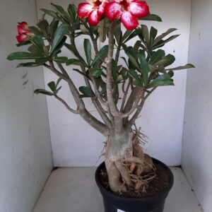 Planta Simples 1259 – 45cm – 05 anos