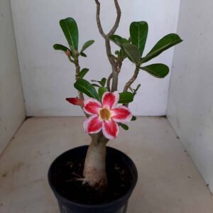 Planta Simples 1261 – 30cm – 02 anos