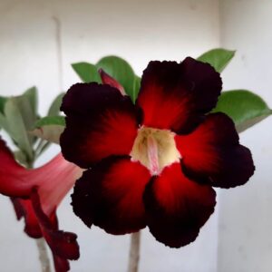 Planta Simples 1262 – 30cm – 02 anos
