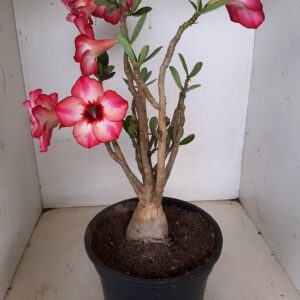 Planta Simples 1267 – 40cm – 3 anos