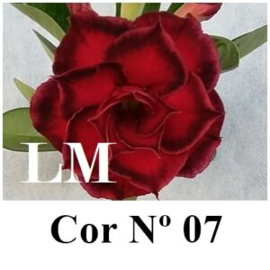 ENXERTO 6949 – 20cm (cor LM 07)