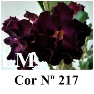 ENXERTO 6943 – 20cm (cor LM 217)