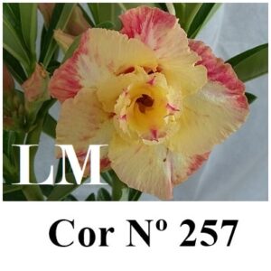 ENXERTO 6942 – 22cm (cor LM 257)