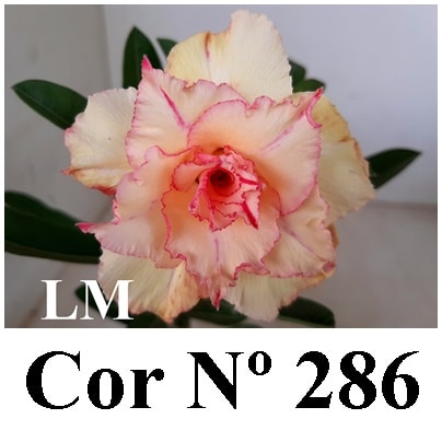 ENXERTO 6986 – 20cm (cor LM 286)