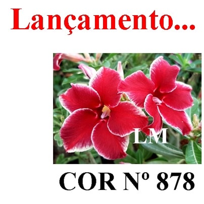 ENXERTO 7063 – 20cm (cor LM 878)