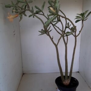 Planta Dobrada 1250 – 50cm – 03 anos