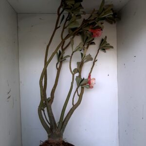 Planta Dobrada 1253 – 70cm – 06 anos