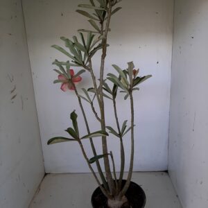 Planta Dobrada 1263 – 45cm – 03 anos