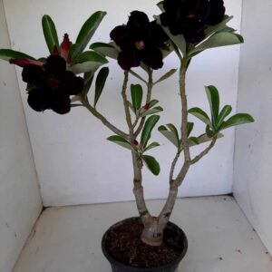 LEILÃO Nº 546