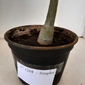 Planta Simples 1268 – 40cm – 03 anos