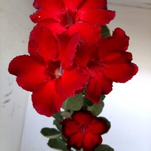 Planta Simples 1274 – 40cm – 03 anos