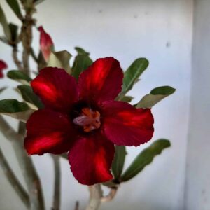 Planta Simples 1275 – 30cm – 03 anos