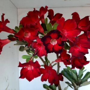Planta Simples 1277 – 50cm – 03 anos