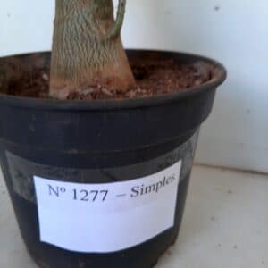 Planta Simples 1277 – 50cm – 03 anos