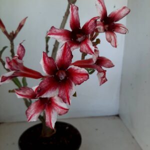 Planta Simples 1278 – 40cm – 03 anos
