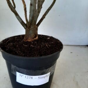 Planta Simples 1278 – 40cm – 03 anos
