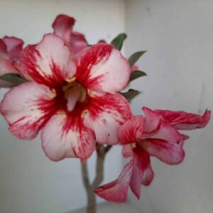 Planta Simples 1279 – 30cm – 02 anos