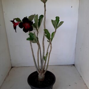 Planta Simples 1280 – 35cm – 02 anos