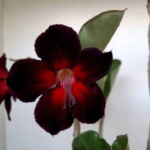 Planta Simples 1280 – 35cm – 02 anos