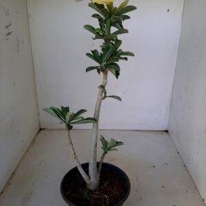 Planta Simples 1281 – 35cm – 02 anos