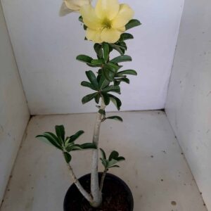 Planta Simples 1281 – 35cm – 02 anos