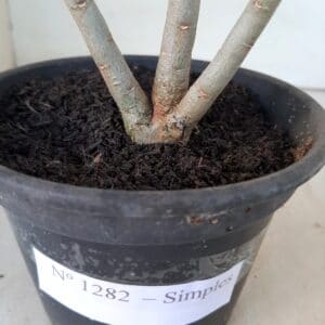 Planta Simples 1282 – 25cm – 01 ano