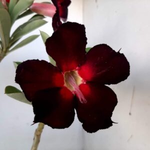 Planta Simples 1283 – 40cm – 03 anos
