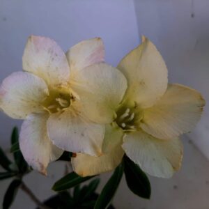 Planta Simples 1284 – 25cm – 01 ano