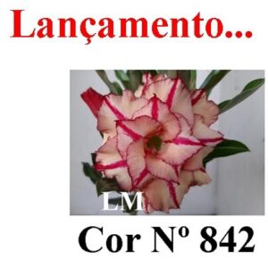 ENXERTO COR LM 842