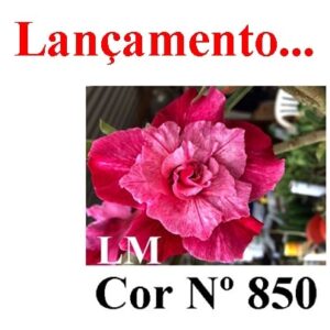 ENXERTO 7134 – 20cm (cor LM 850)