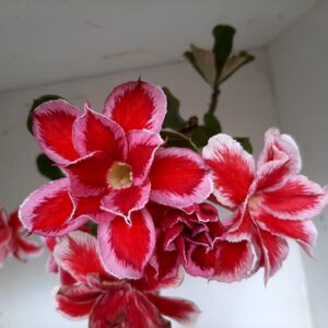 Planta Dobrada 1268 – 45cm – 03 anos