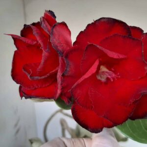 Planta Dobrada 1275 – 45cm – 04 anos