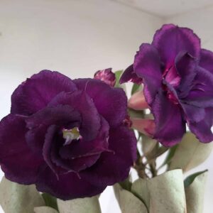 Planta Dobrada 1276 – 60cm – 05 anos