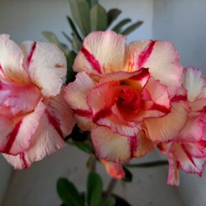 Planta Dobrada 1281 – 40cm – 03 anos