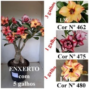 ENXERTO 7322 - 40cm (cor LM 475, LM 480 e LM 462)