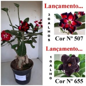 ENXERTO 7323 - 40cm (cor LM 655 e LM 507)
