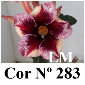 ENXERTO 7339 – 20cm (Cor LM 283)