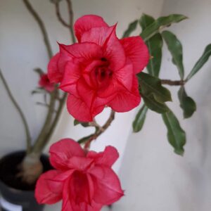 Planta Dobrada 1285 – 75cm – 04 anos