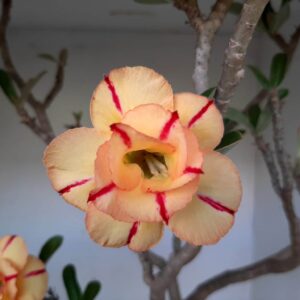 Planta Dobrada 1286 – 60cm – 04 anos