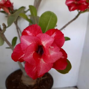 Planta Dobrada 1287 – 60cm – 05 anos